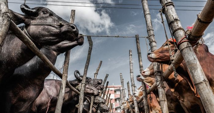 畜禽养殖场降温通风 畜禽养殖场降温通风